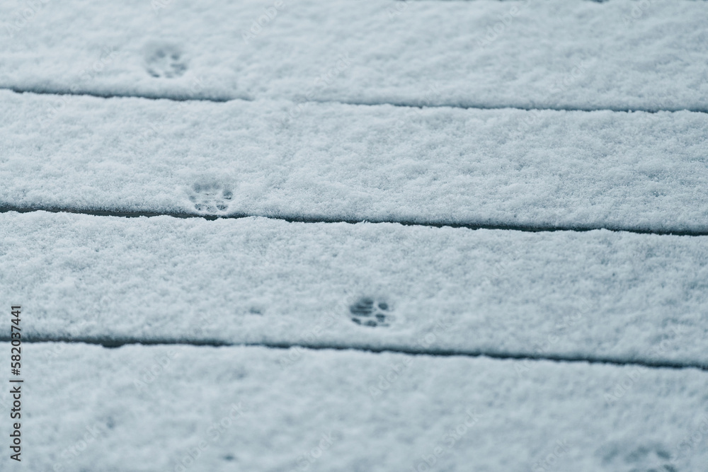 Fototapeta premium animal tracks on fresh snow