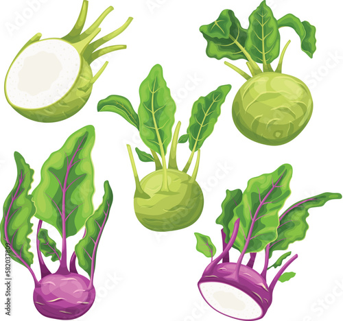 kohlrabi fresh green set cartoon vector illustration