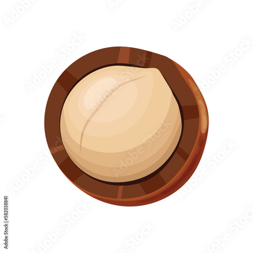 macadamia healthy nut cartoon vector illustration