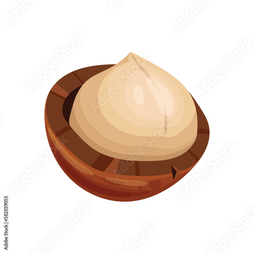 macadamia healthy nut cartoon vector illustration