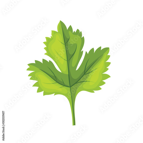 parsley leaf green cartoon vector illustration