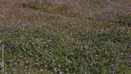 Field of erodium flowers blooming during California superbloom. photo