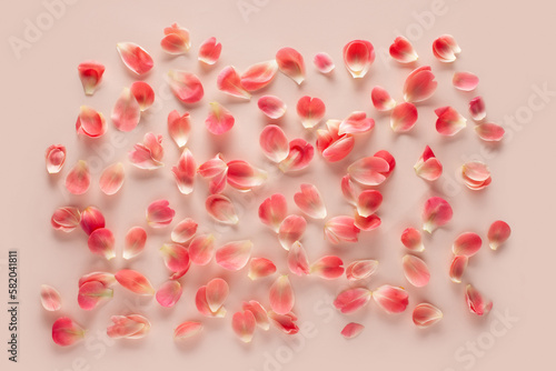 Flower petals on a pink background. The pattern is made of peony petals.