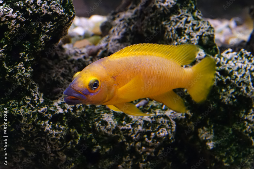 Neolamprologus leleupi (lemon cichlid) is a species of cichlid endemic to Lake Tanganyika. Neolamprologus leleupi (lemon cichlid) is a species of cichlid endemic to Lake Tanganyika.