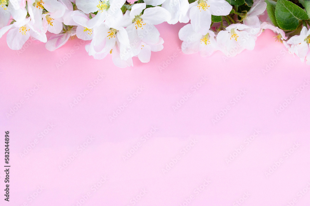 A beautiful sprig of an apple tree with white flowers against a pink background. Blossoming branch. Spring still life. Place for text. Concept of spring or mom day