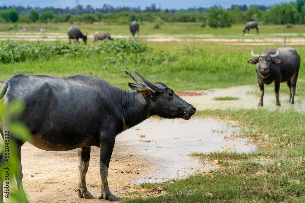 Buffalo Vietnam, Long An province, standing on the riverbank with green grass. Scenery of Asian domestic animals. Large animals in the habitat. Buffalo Vietnam, Long An province, standing on the riverbank with green grass. Scenery of Asian domestic animals. Large animals in the habitat.