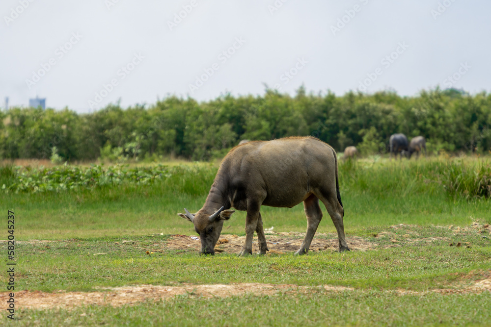 Fototapeta premium Buffalo Vietnam, Long An province, standing on the riverbank with green grass. Scenery of Asian domestic animals. Large animals in the habitat.