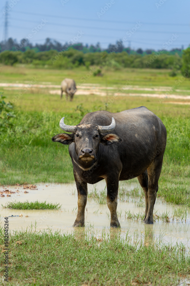 Buffalo Vietnam, Long An province, standing on the riverbank with green grass. Scenery of Asian domestic animals. Large animals in the habitat. Buffalo Vietnam, Long An province, standing on the riverbank with green grass. Scenery of Asian domestic animals. Large animals in the habitat.