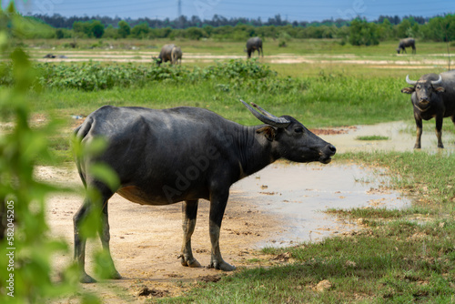 Buffalo Vietnam, Long An province, standing on the riverbank with green grass. Scenery of Asian domestic animals. Large animals in the habitat.
