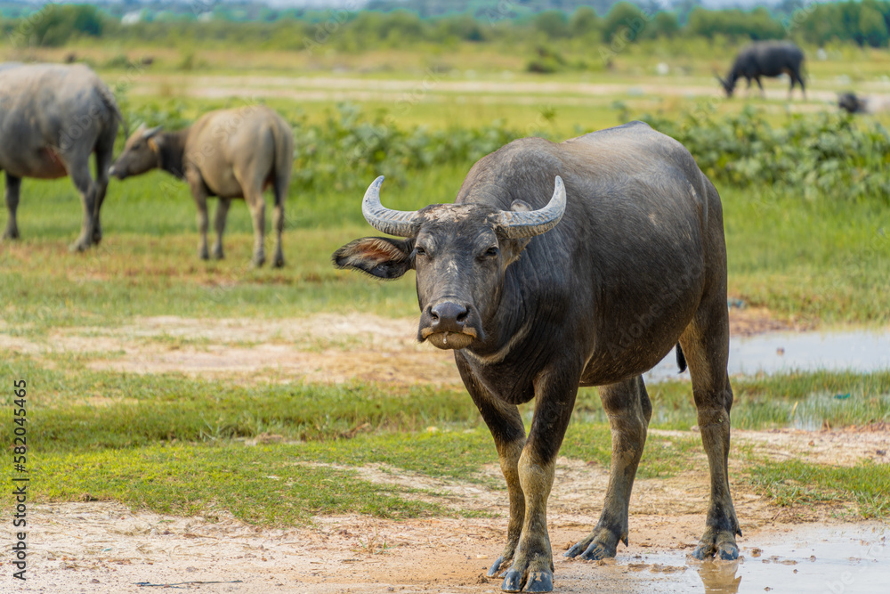 Fototapeta premium Buffalo Vietnam, Long An province, standing on the riverbank with green grass. Scenery of Asian domestic animals. Large animals in the habitat.