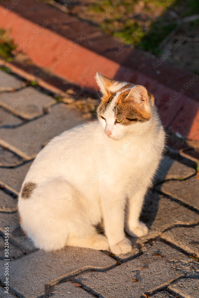 Cat sitting on the embankment during sunset Cat sitting on the embankment during sunset