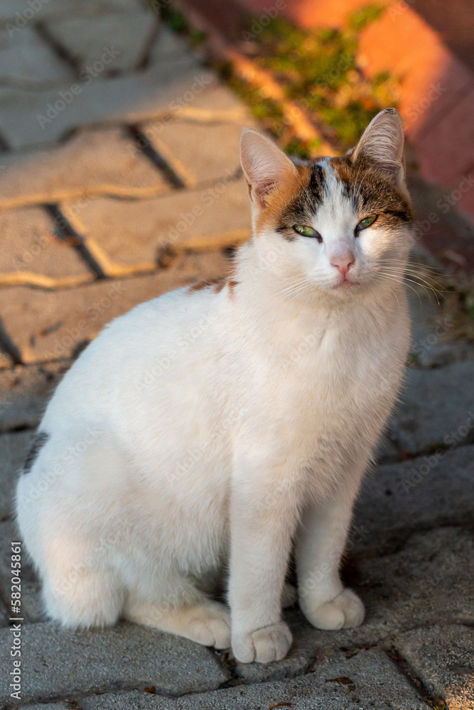 Cat sitting on the embankment during sunset Cat sitting on the embankment during sunset