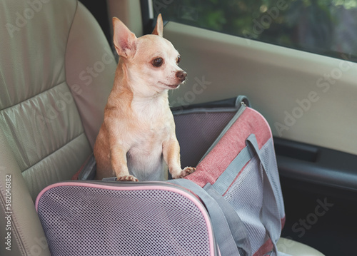 brown chihuahua dog   standing in  traveler pet carrier bag in car seat, looking outside. Safe travel with animals.