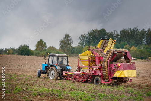 Tractor with semi trailed potato harvester work on farm field. Potato growing and harvesting on field with combine machine. Agricultural potato combine harvester at field. Seasonal potatoes harvesting