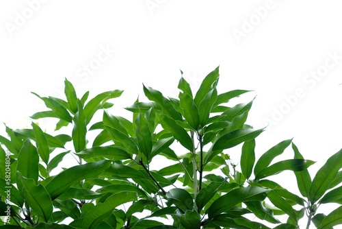 A tropical mango tree with leaves and branches on white isolated background for green foliage