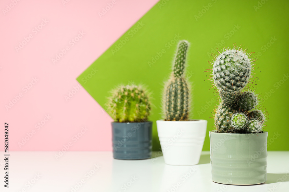 Cozy hobby growing house or indoor plants - cactus Cozy hobby growing house or indoor plants - cactus