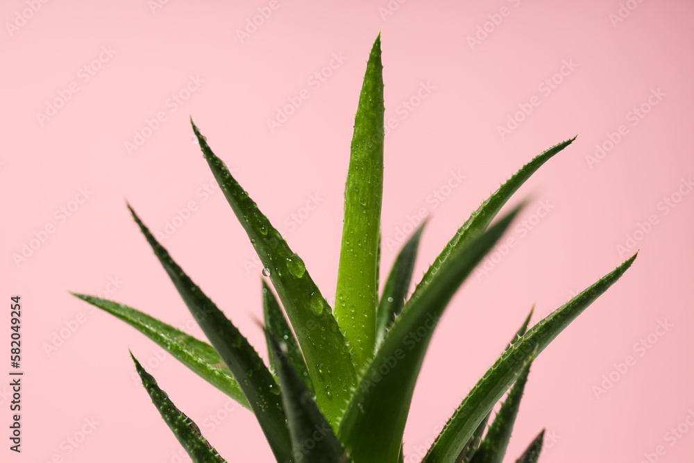 Cozy hobby growing house or indoor plants - cactus Cozy hobby growing house or indoor plants - cactus