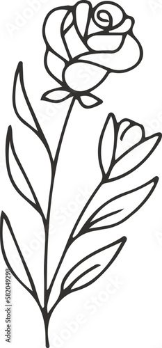 collection forest fern eucalyptus art foliage natural
leaves herbs inline style. Decorative beauty, elegant illustration 
Vector flower Botanical