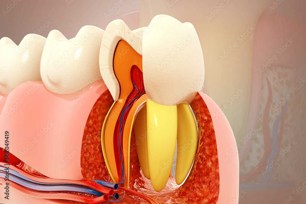 Human teeth anatomy. Cross section of human tooth. 3d illustration