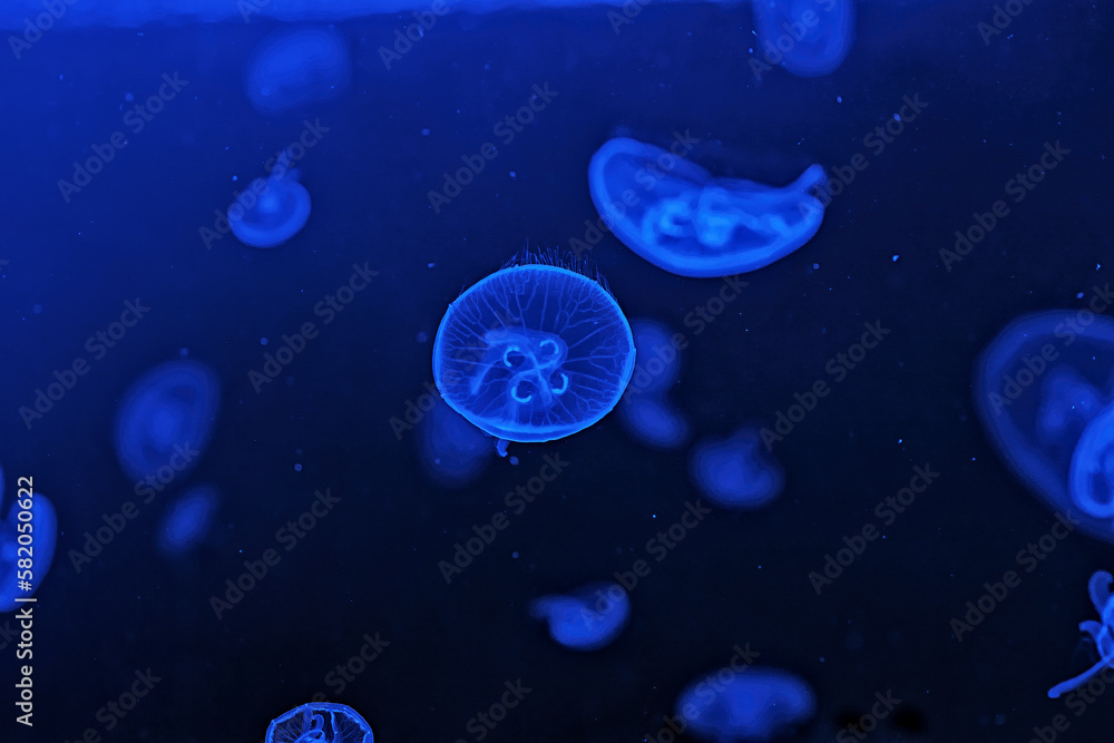 Shooting macro Jellyfish Aurelia Aurita underwater