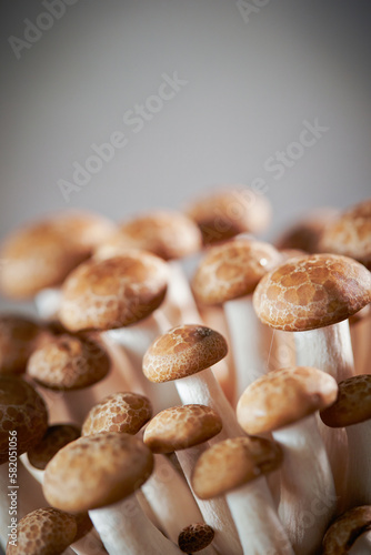 Beech mushroom on gray background 