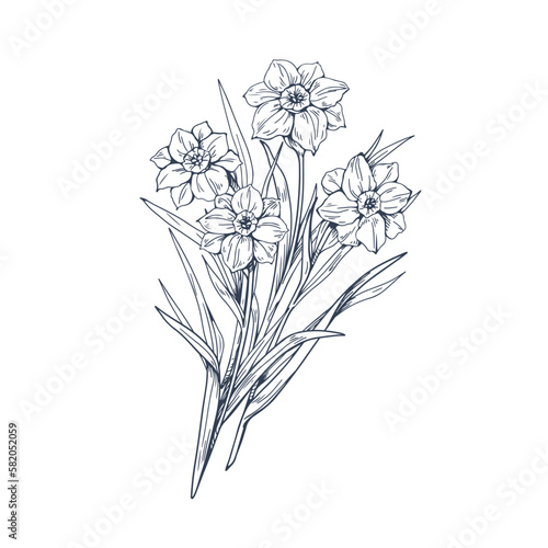 Obraz na plátne Daffodils flowers, contoured botanical drawing