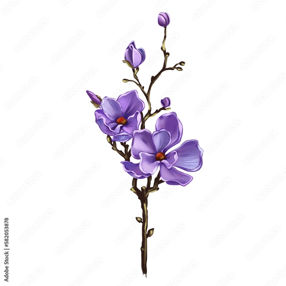 Obraz premium orchid isolated on white background