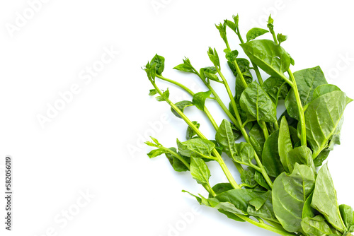Ceylon Spinach leaves on white background.