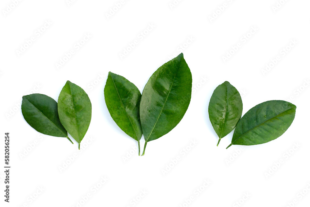 Citrus leaves on a white background. Top view Citrus leaves on a white background. Top view