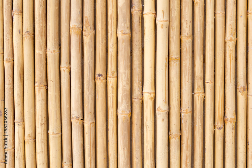 Yellow bamboo texture. Dried bamboo wall or fence background Yellow bamboo texture. Dried bamboo wall or fence background