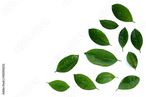 Citrus leaves on a white background. Top view