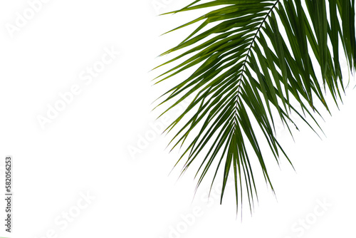 Beautiful green coconut leaf isolated on white background with clipping path for design elements,
