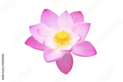 Beautiful blooming pink lotus flower on white background. © Bowonpat