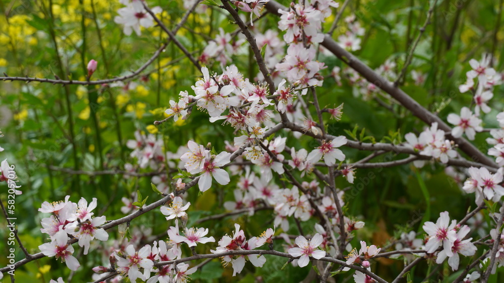 Almond gardens, Almond orchard in bloom. Blossoming trees in Israel Almond gardens, Almond orchard in bloom. Blossoming trees in Israel