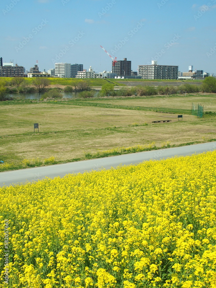 菜の花咲く江戸川土手から見る江戸川河川敷の野球場風景