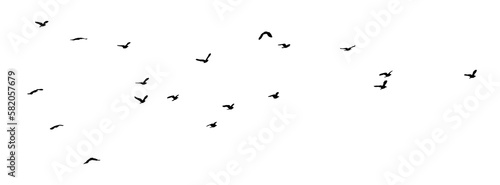 png flock birds on clear background