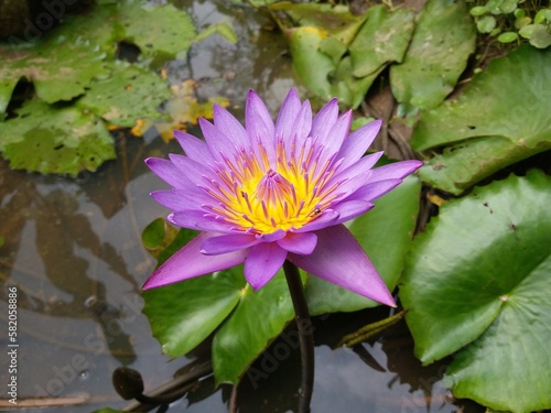 Nymphaea nouchali flower in Sri Lanka 2023