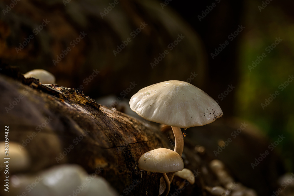MUSHROOMS - Autumn forest life landscape MUSHROOMS - Autumn forest life landscape