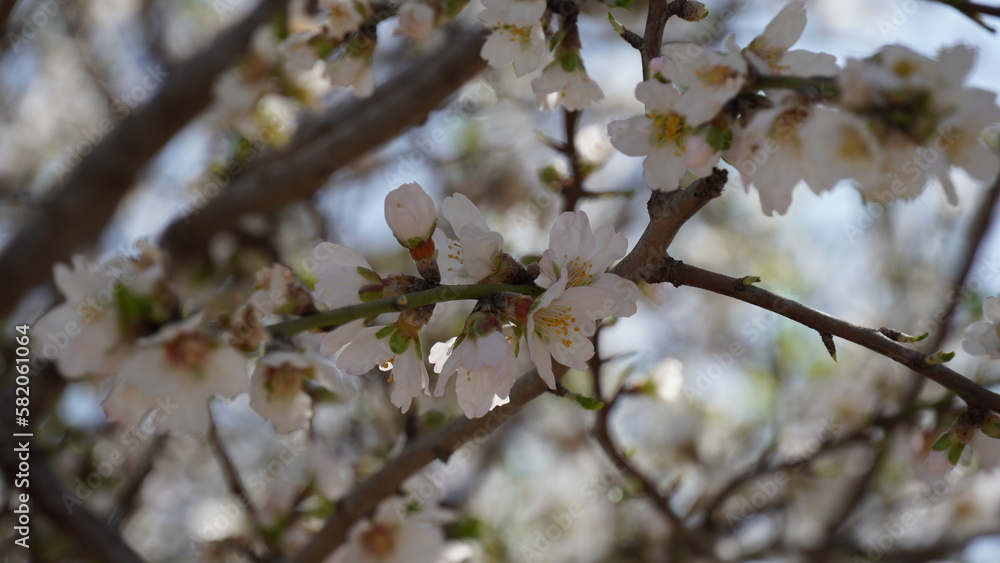 Almond gardens, Almond orchard in bloom. Blossoming trees in Israel Almond gardens, Almond orchard in bloom. Blossoming trees in Israel