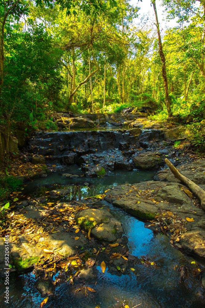 Journey Through the Tropical Forest Trail Journey Through the Tropical Forest Trail