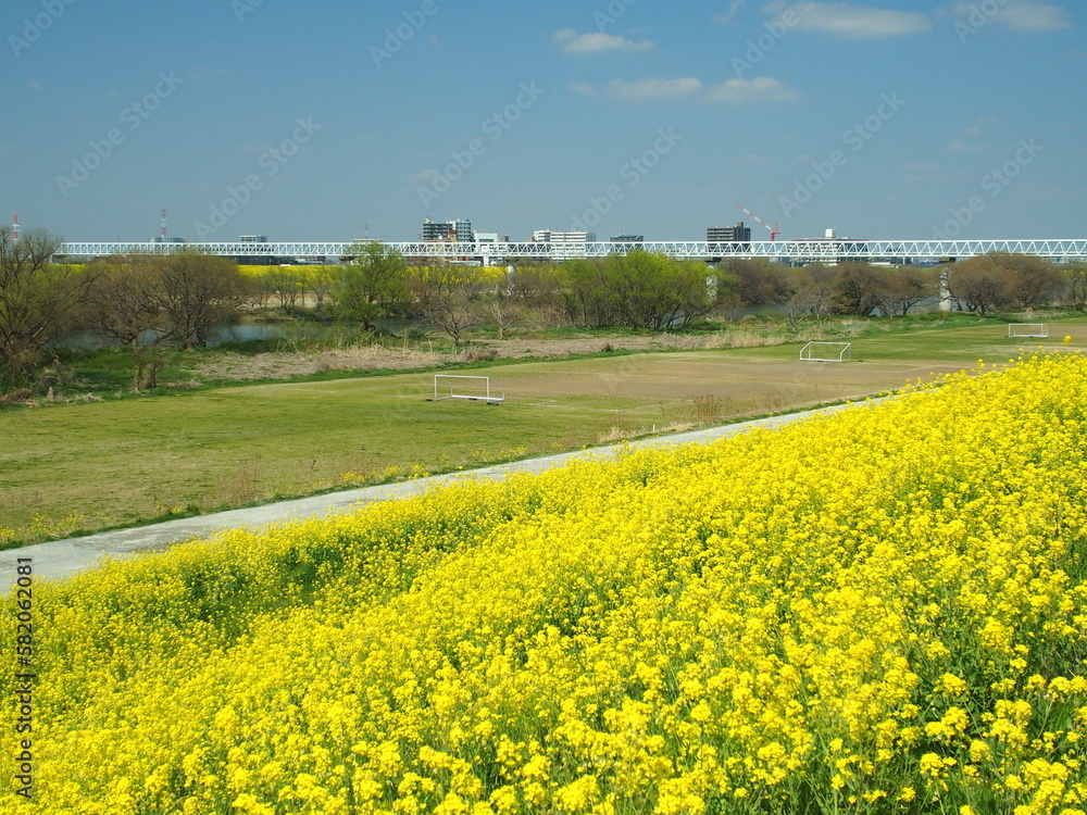Obraz premium 菜の花咲く江戸川土手から見る江戸川河川敷のサッカー場風景