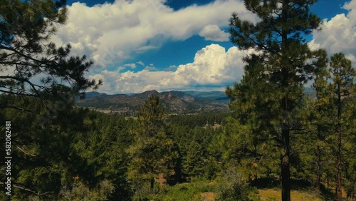 Colorado Forest photo