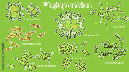 Phytoplankton are photosynthesizing microscopic protists and bacteria that inhabit the upper sunlit layer of marine and fresh water bodies of water on Earth.