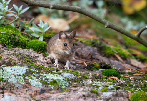 mous in the forest