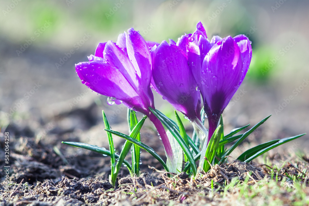 Beautiful early spring flowers of purple crocuses bloom in the garden Beautiful early spring flowers of purple crocuses bloom in the garden