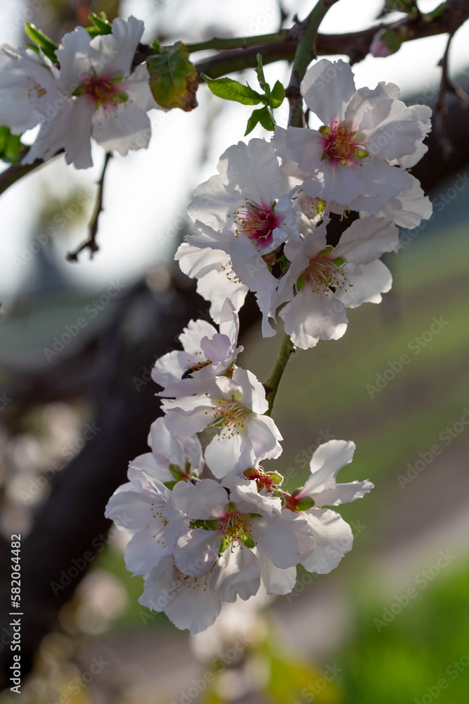 Fototapeta premium Blooming almond. Amygdalus communis. Almond orchard. Close-up. neighborhood of Latrun. Israel