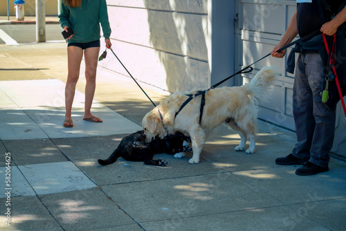 Owners walking dog in downtown neighborhood on leashes for daily outing with yellow and black fur laying down