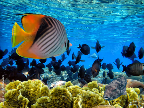 Fototapeta Naklejka Na Ścianę i Meble -  Underwater coral reef landscape