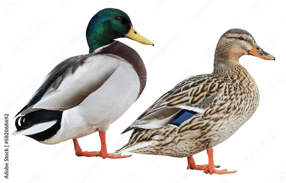 Male and female Mallard Duck (Anas platyrhynchos), PNG, isolated on transparent background Male and female Mallard Duck (Anas platyrhynchos), PNG, isolated on transparent background