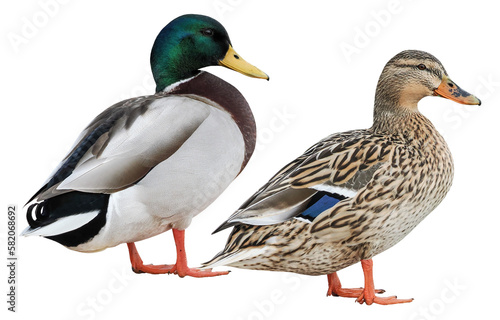 Male and female Mallard Duck (Anas platyrhynchos), PNG, isolated on transparent background